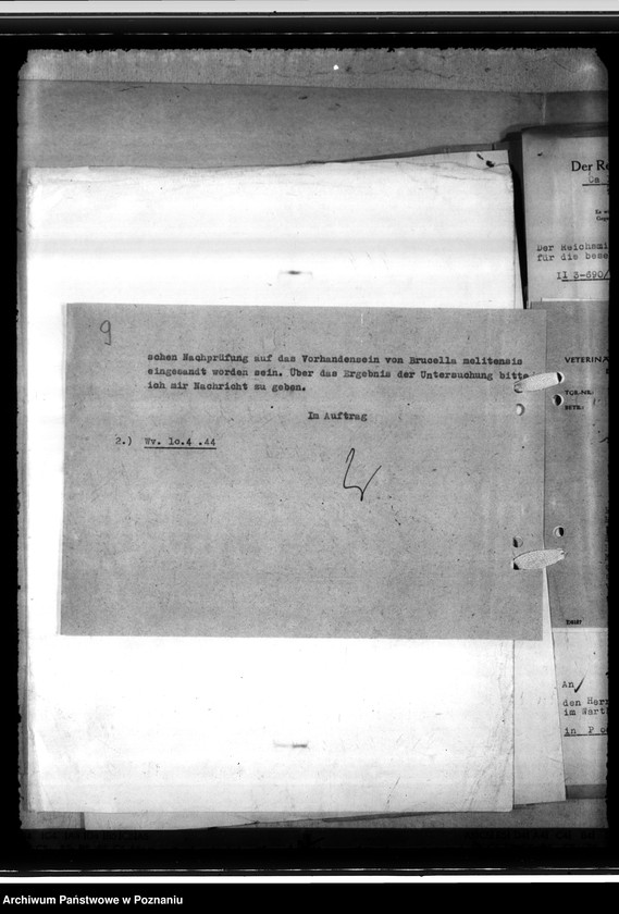 Obraz 13 z jednostki "Einfuhr von Karakulschafen aus den Besetzten Ostgebieten"