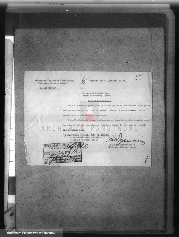 Obraz 9 z jednostki "Las majętności Bieganin powiat obornicki"