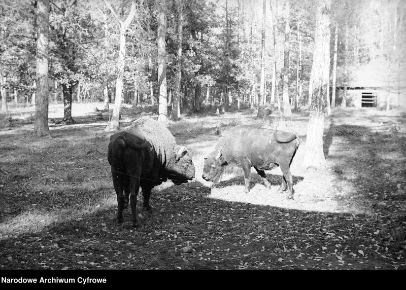 Obiekt Żubry w zagrodzie. W oddali widoczna szopa. z jednostki Białowieża