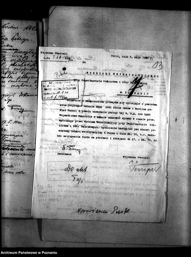 Obraz 17 z jednostki "Nosacizna - Puck"