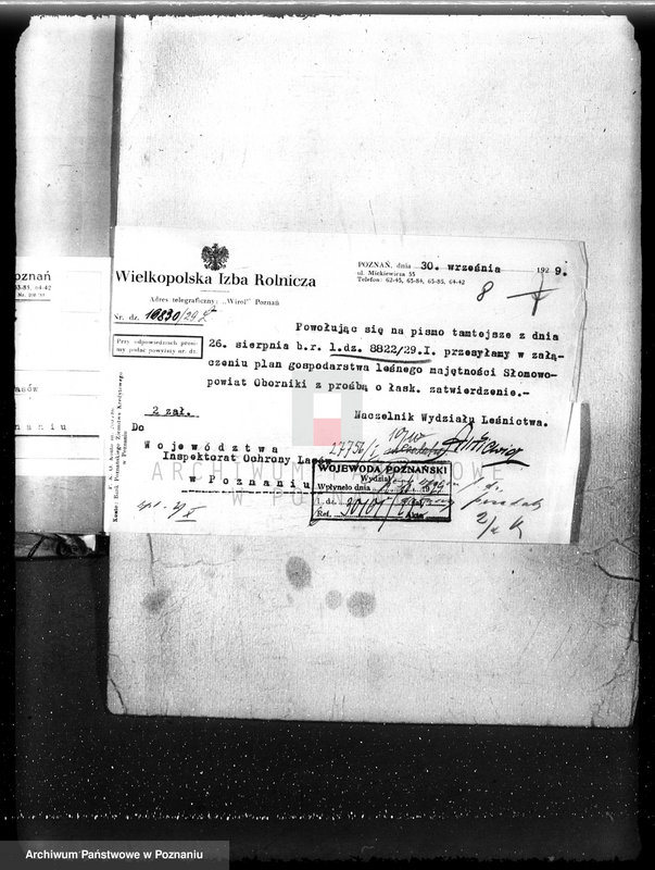 Obraz 12 z jednostki "Las majętność Słomowo-Pacholewo powiat obornicki"