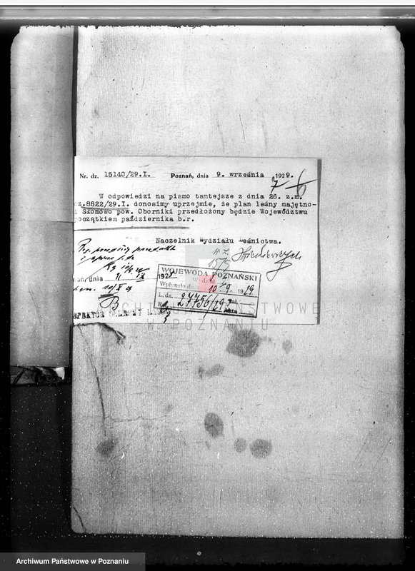 Obraz 11 z jednostki "Las majętność Słomowo-Pacholewo powiat obornicki"