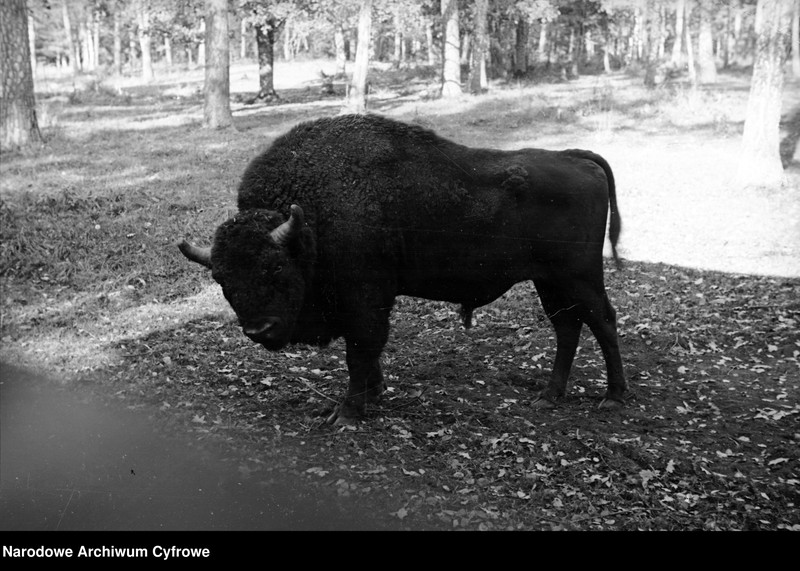 image.from.unit.number "Białowieża"