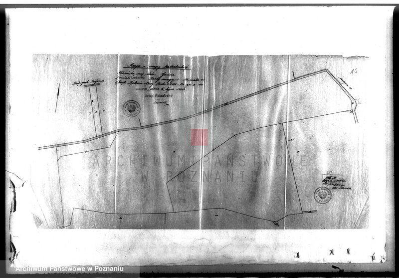 Obraz 14 z jednostki "Las gromady Belęcin-Nowy powiat leszczyński"