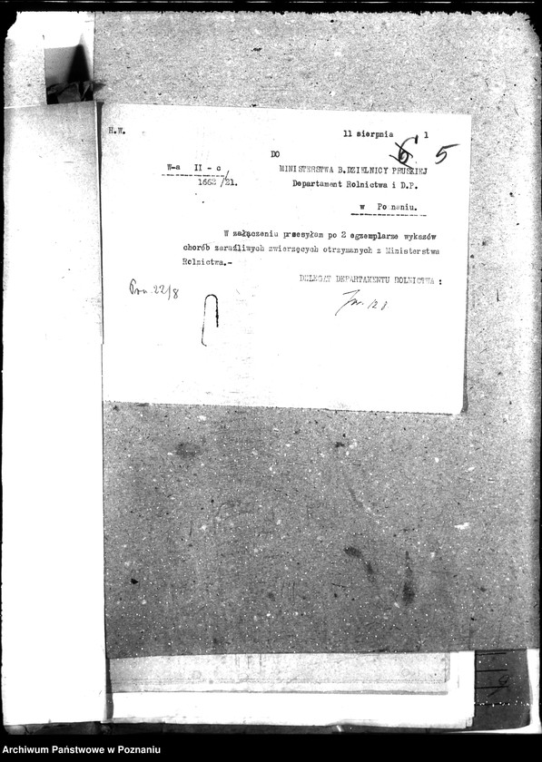 Obraz 10 z jednostki "Weterynaria"