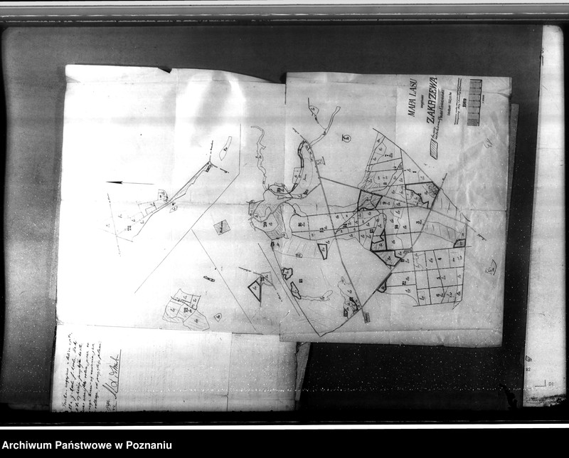 Obraz 17 z jednostki "/Nadzór nad gospodarką leśną/ majętności Zakrzewo powiecie gnieźnieńskim"