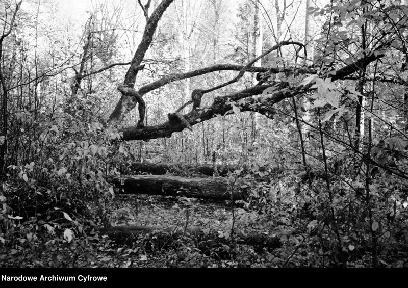 image.from.unit.number "Białowieża"