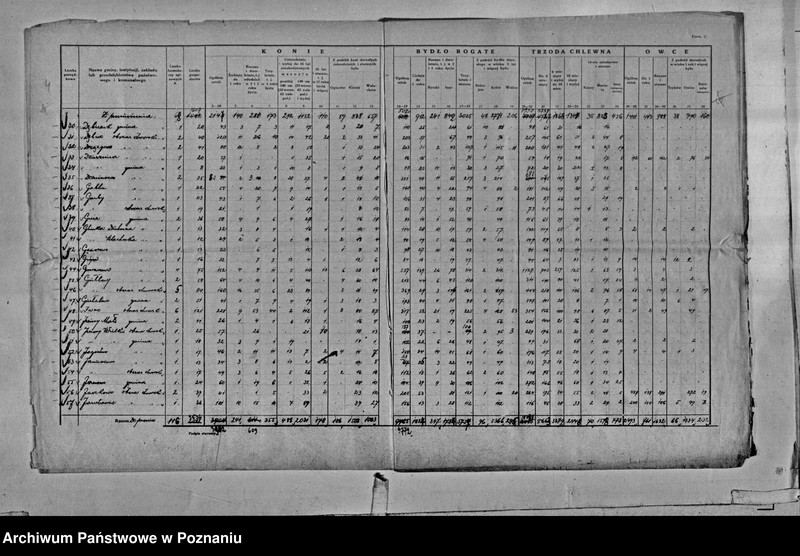 Obraz 7 z jednostki "Spis koni, bydła, trzody chlewnej i owiec - zestawienie z terenu powiatu średzkiego"