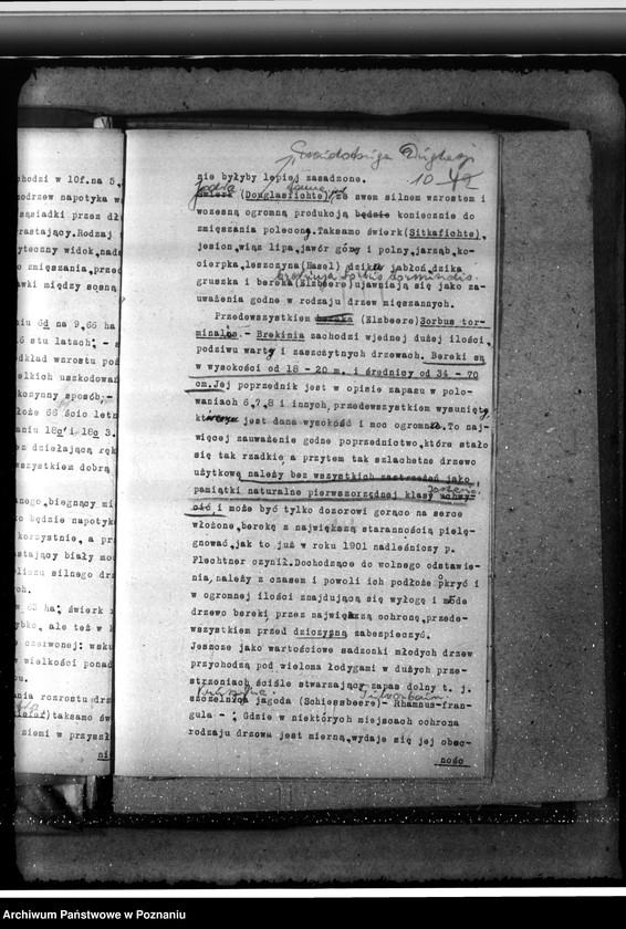 Obraz 14 z jednostki "Majętność /leśna/ Pępowo w powiecie gostyńskim"