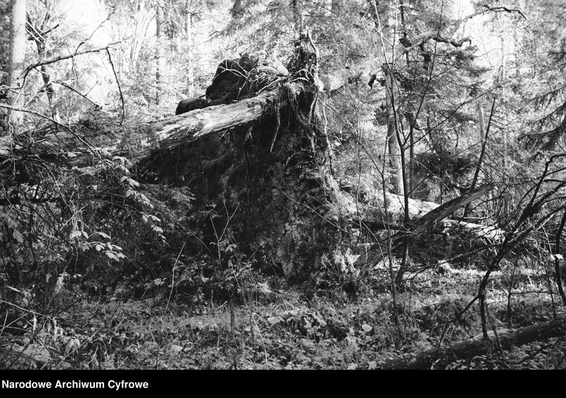 Obiekt Puszcza. Wykroty. z jednostki Białowieża