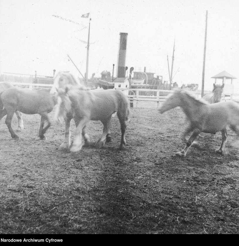 image.from.unit.number "Dostawa koni do Polski z inicjatywy Organizacji Narodów Zjednoczonych do Spraw Pomocy i Odbudowy UNRRA"