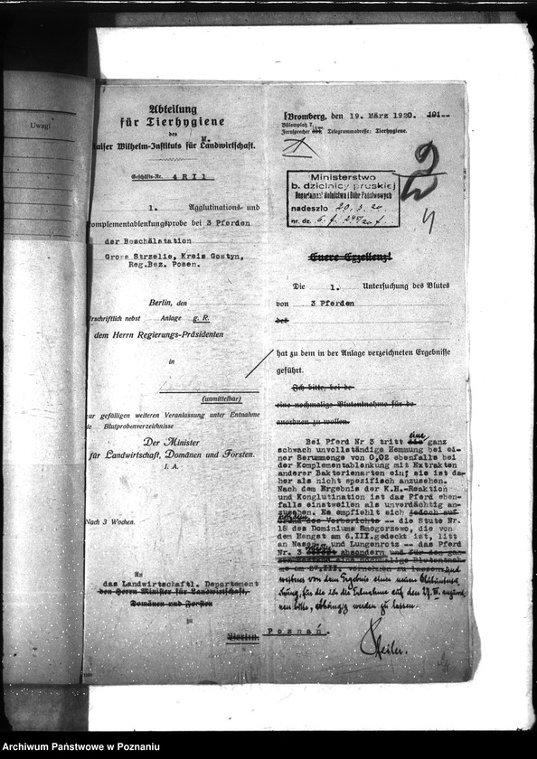 Obraz 8 z jednostki "Nosacizna - Gostyń"