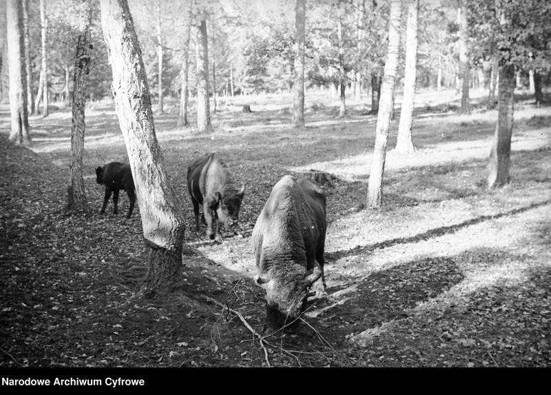 image.from.unit.number "Białowieża"