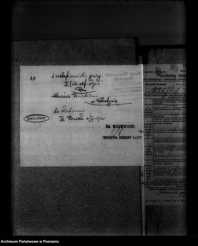 Obraz 16 z jednostki "Las gminy Jaromierz powiat wolsztyński"