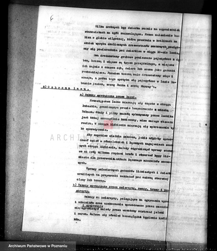 Obraz 10 z jednostki "Nadzór nad lasami/ majątku Lubasz powiatu czarnkowskiego"