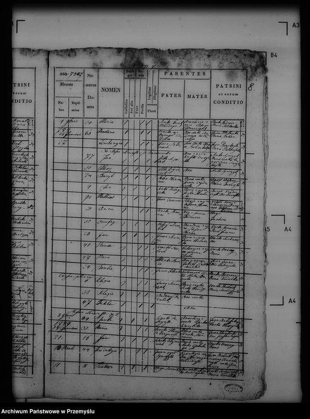 Obraz 12 z jednostki "[Kopie ksiąg metrykalnych parafii Trzcianiec (dekanat Bircza)]"