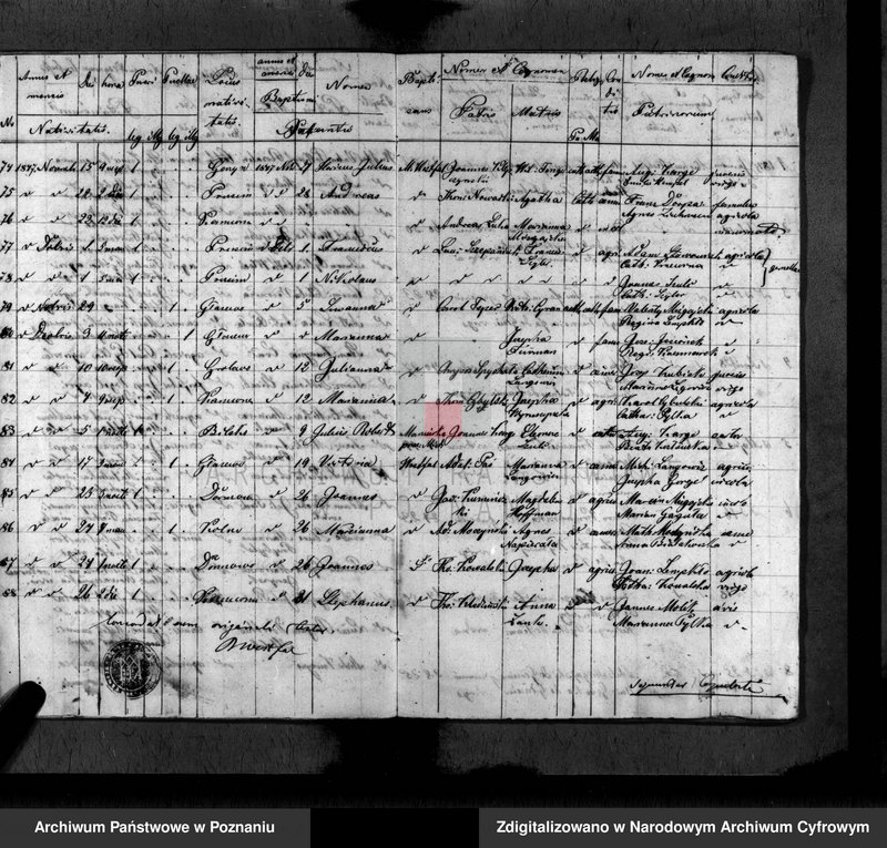 Obraz 8 z jednostki "Duplikat baptisatorum, copulatorum, mortuorum"