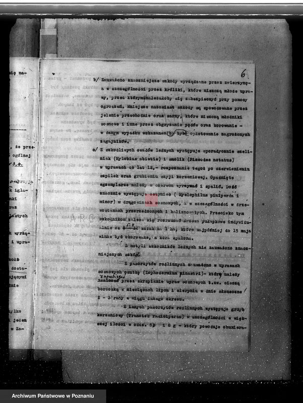 Obraz 10 z jednostki "/Nadzór nad gospodarką w lasach majątku/ Jarogniewice powiat kościański 1936-1946"