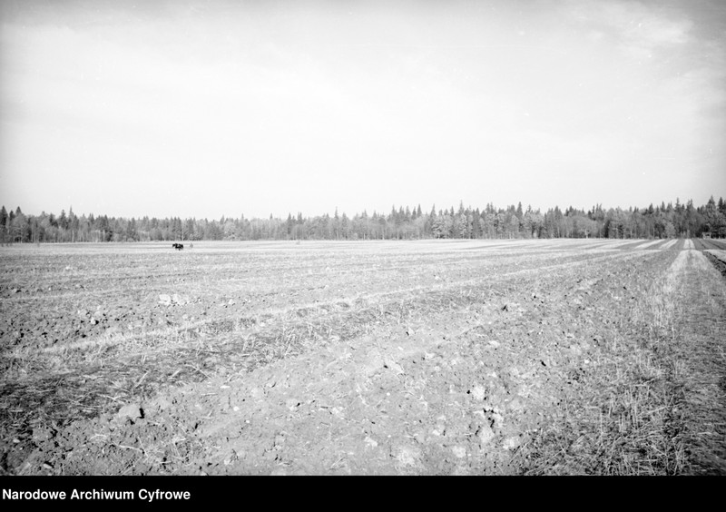 image.from.unit.number "Białowieża"