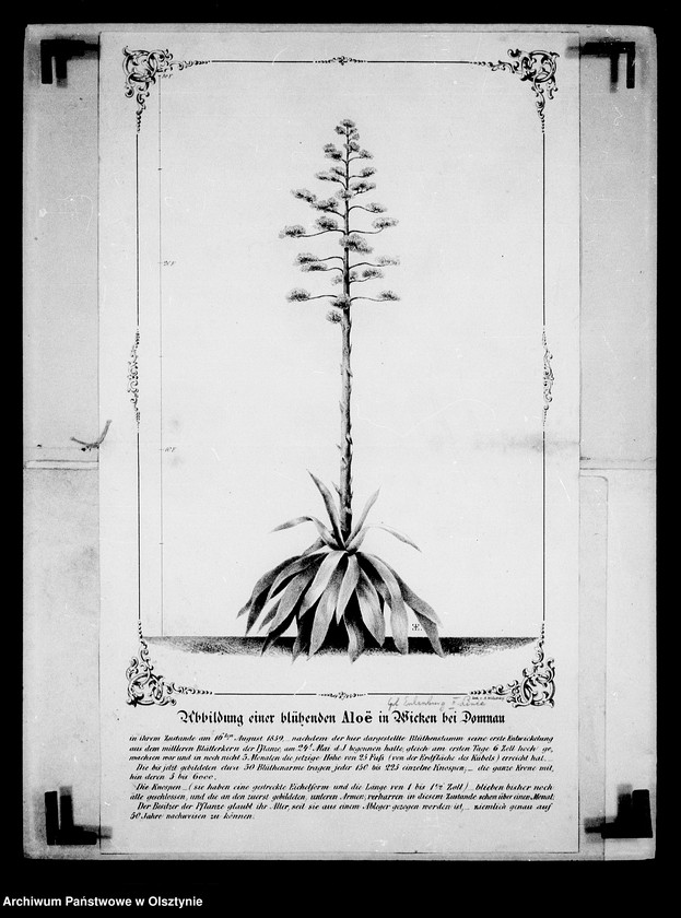 image.from.unit.number "/Litographie einer blühenden Aloë in den gräflichen Eulenburgschen Treibhäusern in Wicken bei Domnau/"