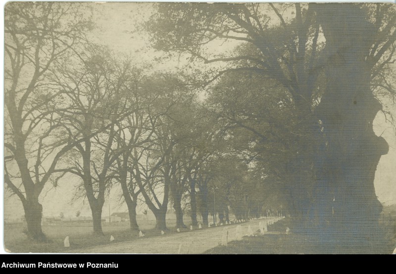 Obraz 1 z jednostki "Margonin - lipy margonińskie"