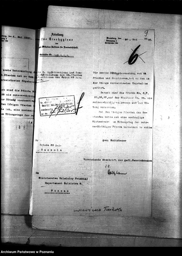 Obraz 13 z jednostki "Nosacizna - Tuchola"