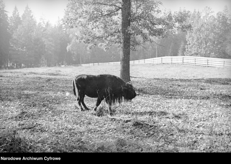 image.from.unit.number "Białowieża"