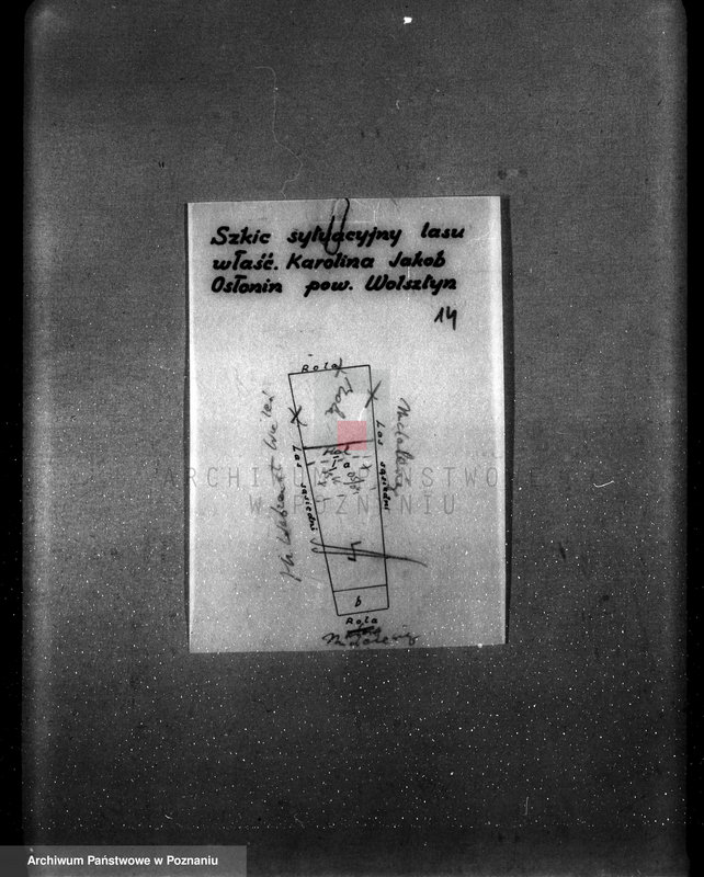 image.from.unit.number "/Nadzór nad gospodarką leśną protokoły badania lasów programy gospodarstw rolnych/ z terenu powiatu wągrowieckiego"