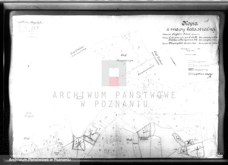 Obraz 5 z jednostki "Dodatkowy plan urządzenia gospodarstwa leśnego majątku Śródka powiat międzychodzki"