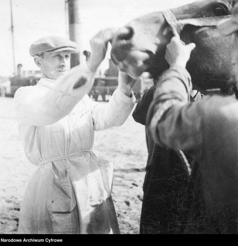 image.from.unit.number "Dostawa koni do Polski z inicjatywy Organizacji Narodów Zjednoczonych do Spraw Pomocy i Odbudowy UNRRA"