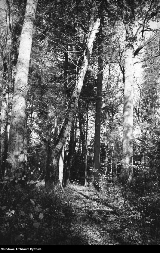 image.from.unit.number "Białowieża"