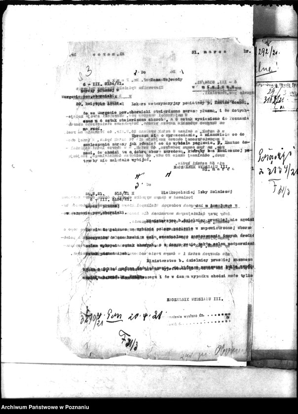 Obraz 7 z jednostki "Zaraza płucna - Oborniki"