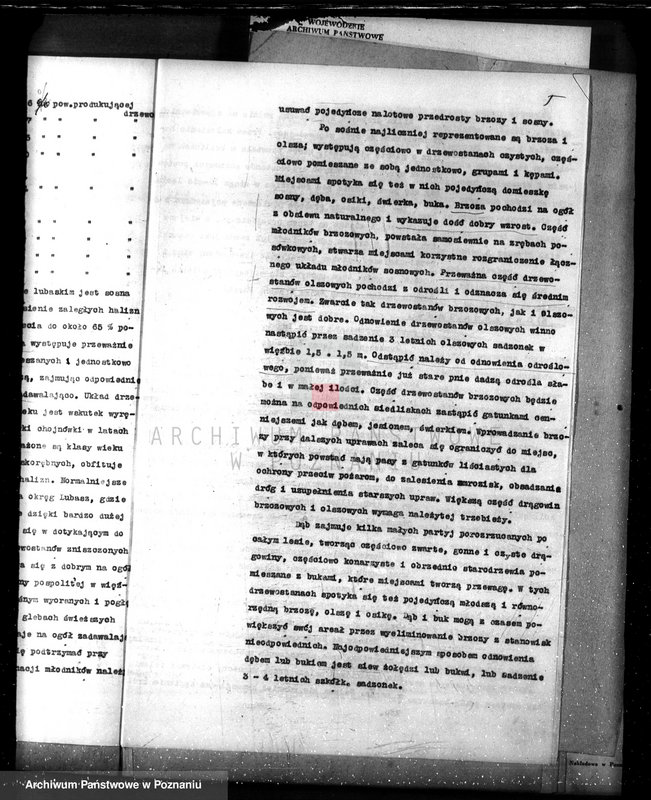 Obraz 9 z jednostki "Nadzór nad lasami/ majątku Lubasz powiatu czarnkowskiego"