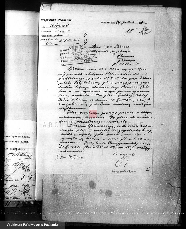 Obraz 19 z jednostki "Las majętność Słomowo-Pacholewo powiat obornicki"