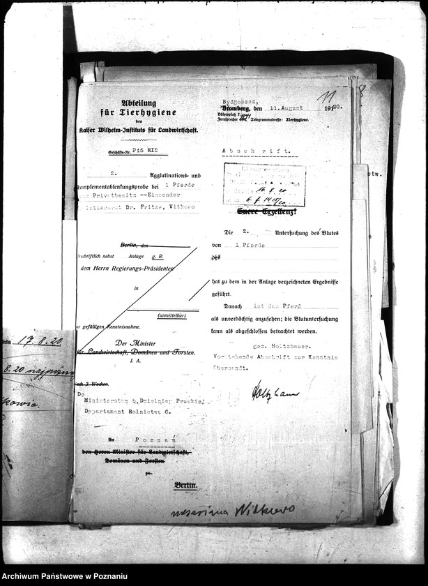 Obraz 14 z jednostki "Nosacizna - Witkowo"