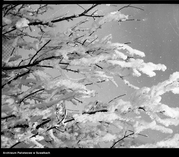 image.from.unit.number "Oszronione drzewa"