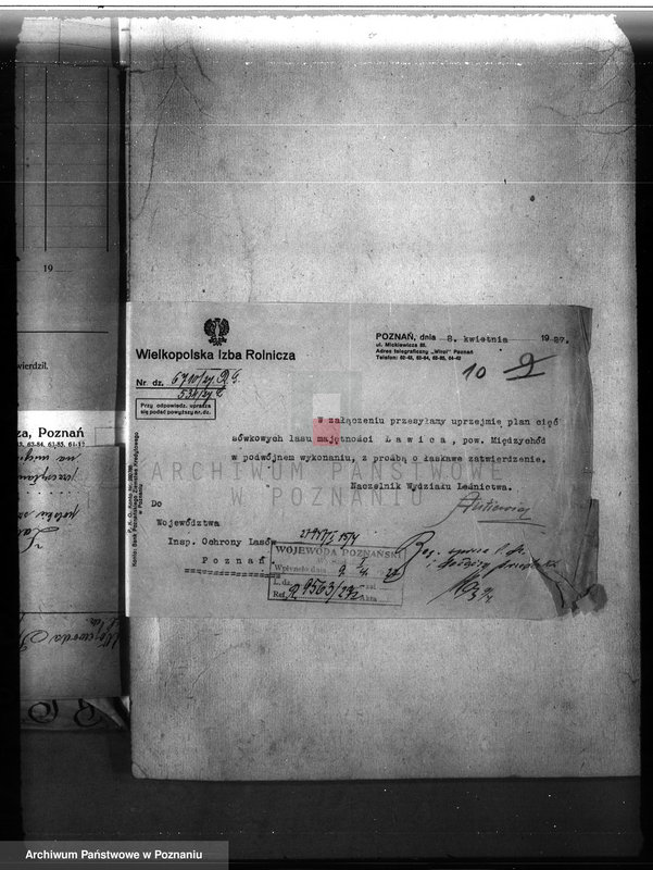 Obraz 14 z jednostki "Majętność leśna Ławica w powiecie międzychodzkim /nadzór nad gospodarką leśną/"