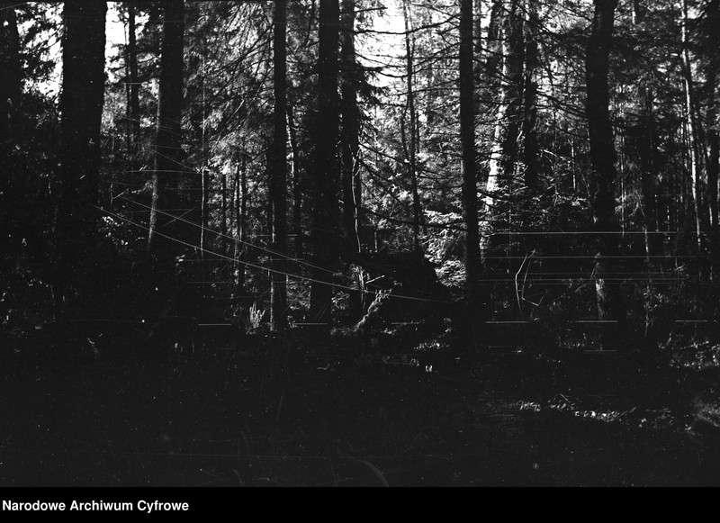 image.from.unit.number "Białowieża"