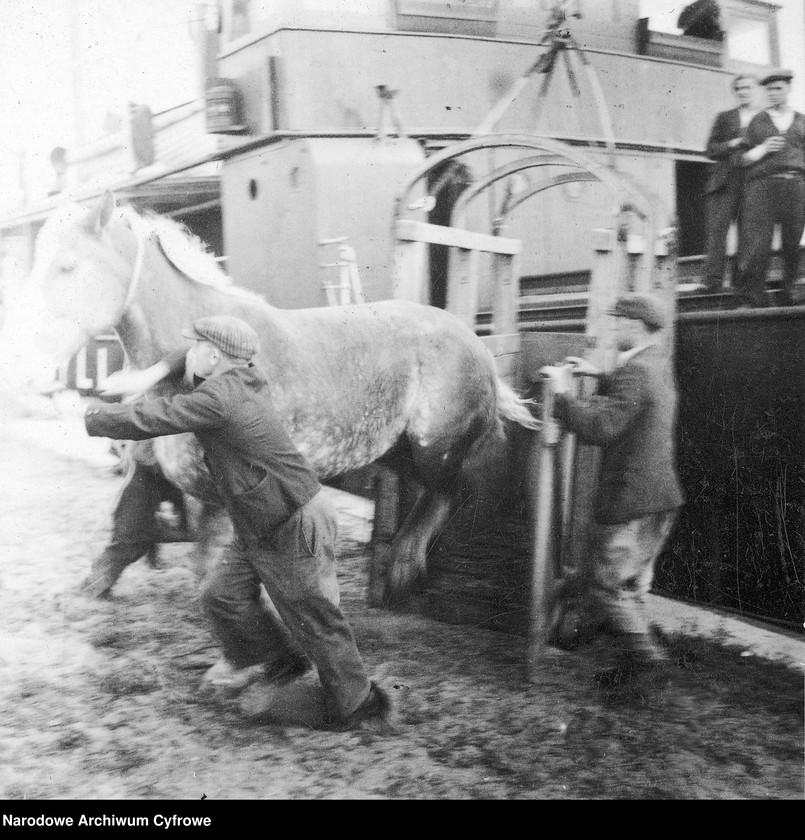 image.from.unit.number "Dostawa koni do Polski z inicjatywy Organizacji Narodów Zjednoczonych do Spraw Pomocy i Odbudowy UNRRA"