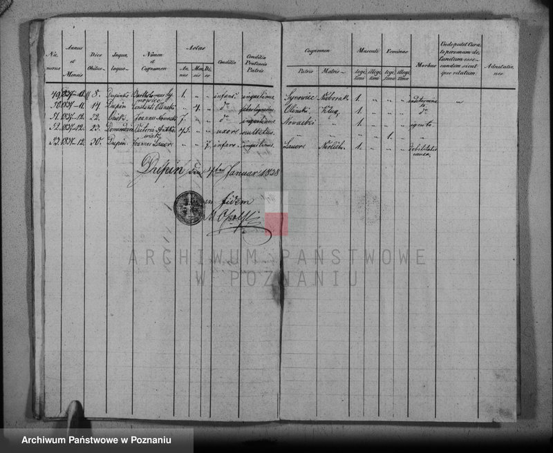Obraz 18 z jednostki "Duplikat baptisatorum, copulatorum, mortuorum"