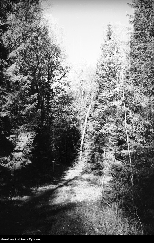image.from.unit.number "Białowieża"