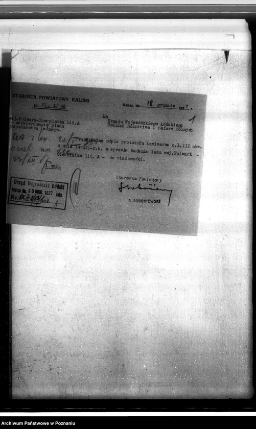 Obraz 5 z jednostki "Lasy majątku Cierpiatki w powiecie kaliskim"