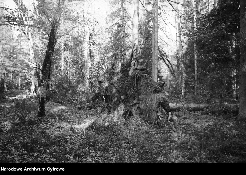 Obraz z zespołu "Archiwum fotograficzne Henryka Poddębskiego"