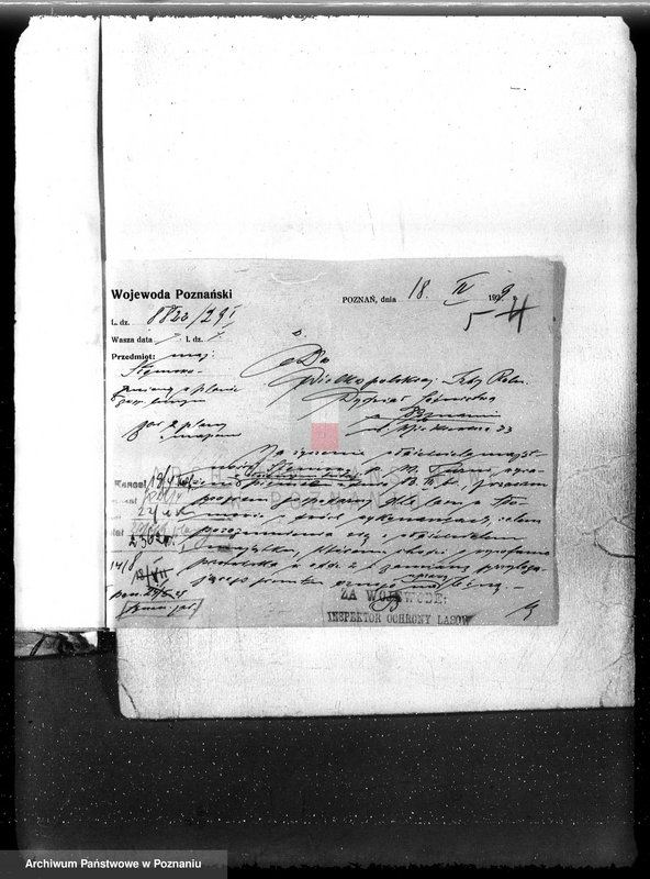 Obraz 9 z jednostki "Las majętność Słomowo-Pacholewo powiat obornicki"