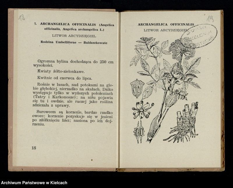 image.from.collection.number "Rośliny lecznicze111"