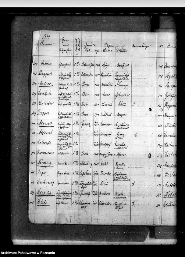 Obraz 18 z jednostki "Sprawy stadnin Zarząd Stadnin Sieraków"