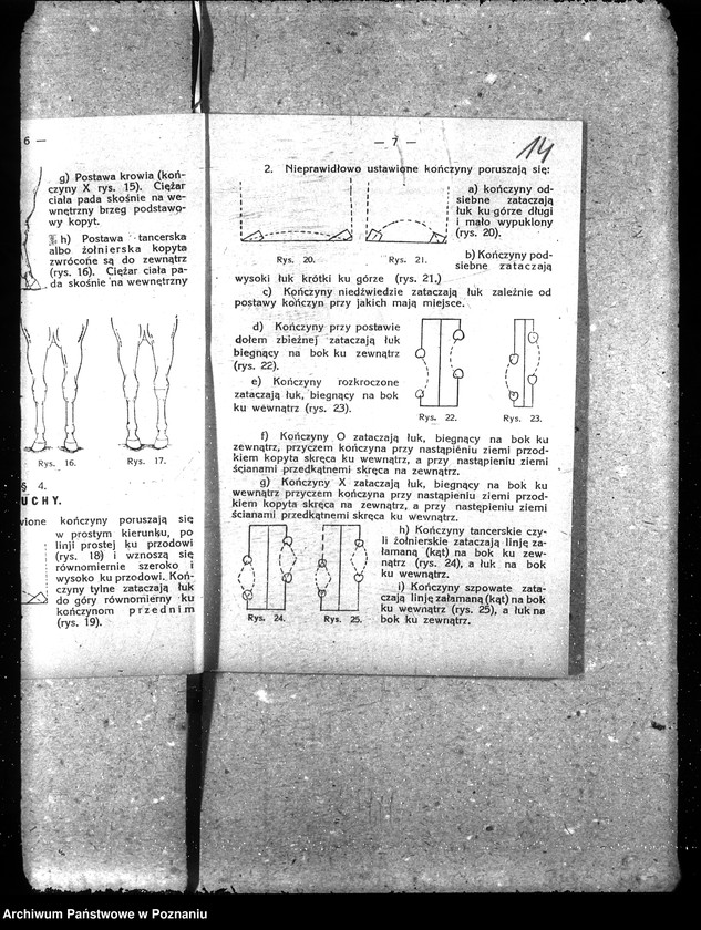 Obraz 20 z jednostki "Podkuwacze koni"