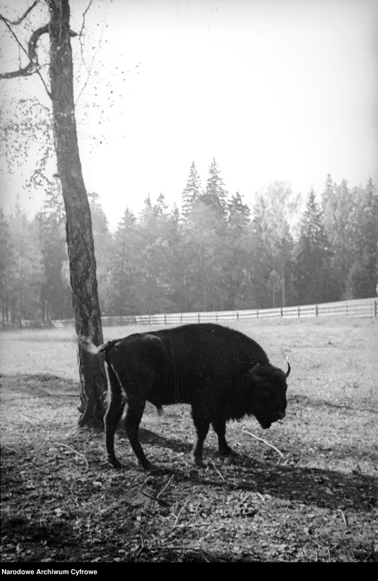 image.from.unit.number "Białowieża"