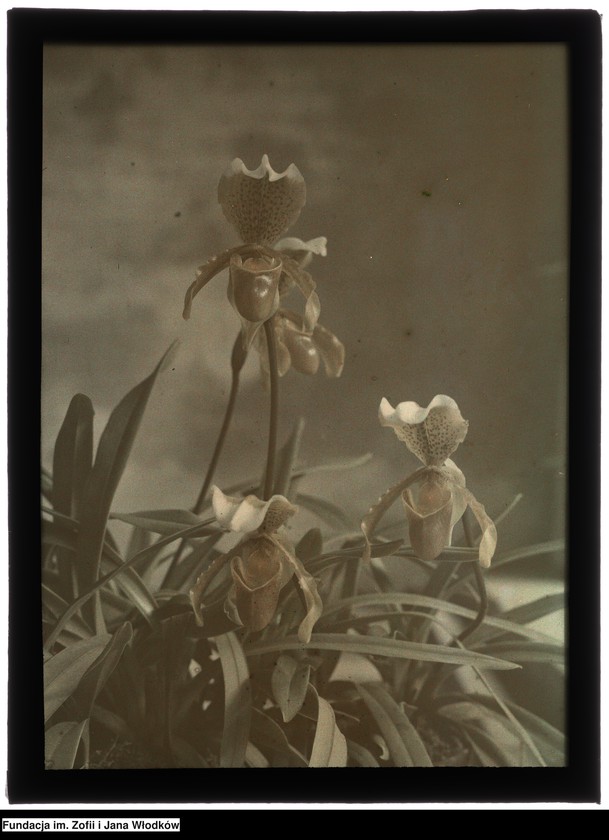 image.from.unit.number "Paphiopedilum (sabotek). Kraków, Ogród Botaniczny UJ"