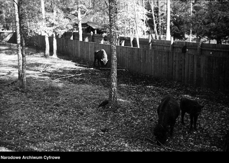 image.from.unit.number "Białowieża"